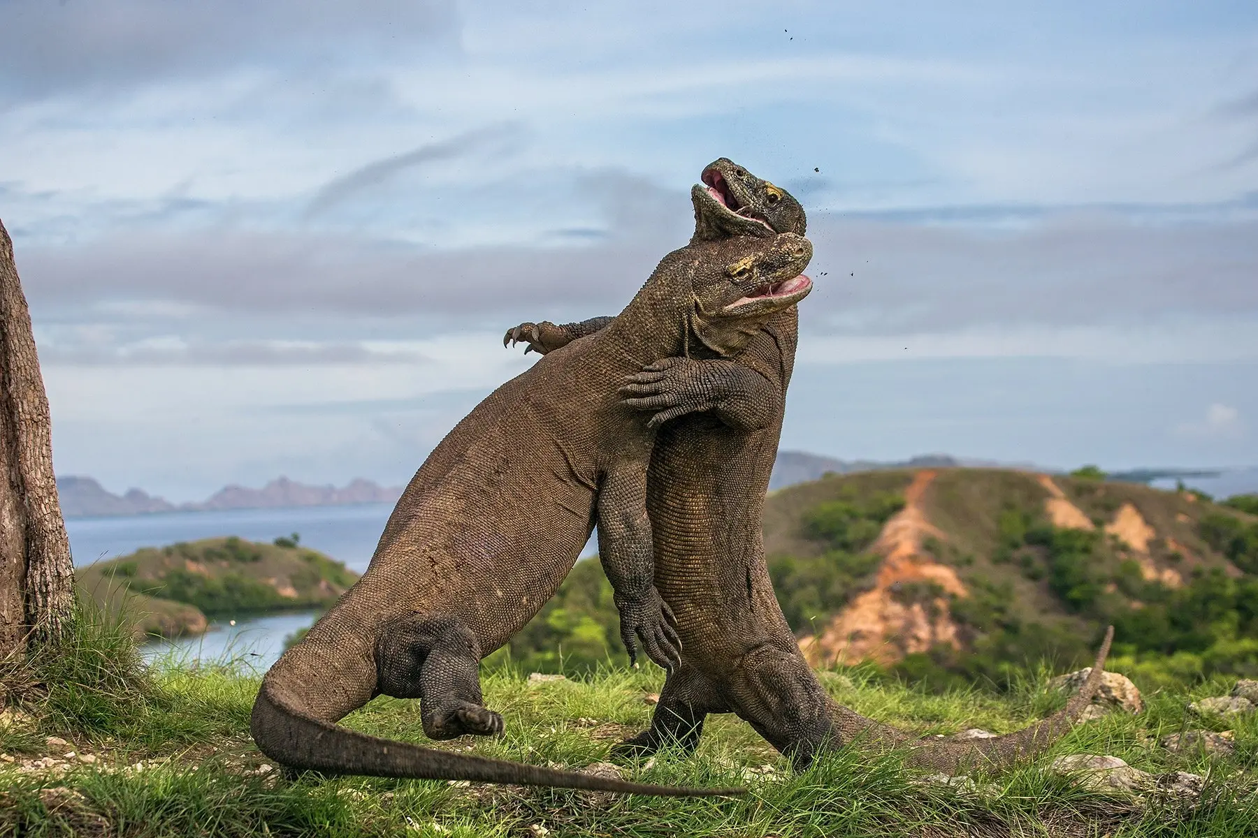 A Komodo dragon on the beach of Komodo National Park